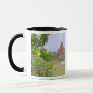 Taza Asia, Myanmar (Birmania), Bagan (Pagan). Vacas