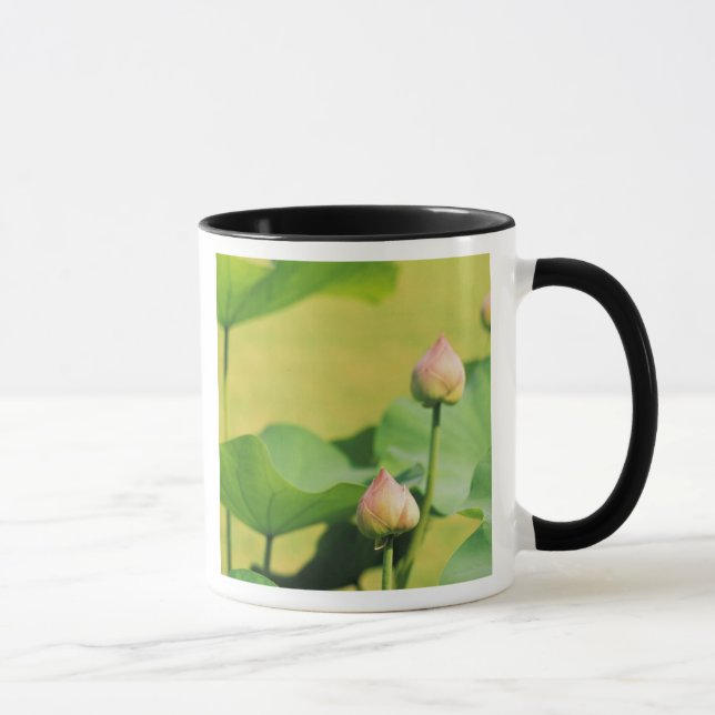 Taza Asia, Tailandia, Bangkok. Gran Palacio, loto (Derecha)