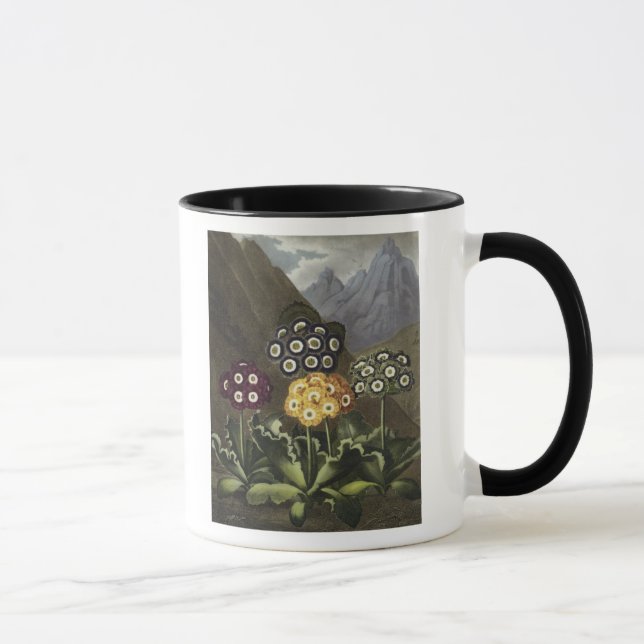 Taza Aurículas del Dr. Juan Roberto Thornton (Derecha)