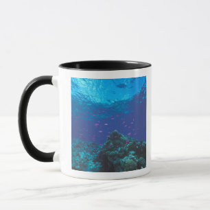 Taza Australia, Gran Barrera de Coral. Enjambre Púrpura
