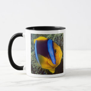 Taza Australia, Gran Barrera de Coral, Pez payaso