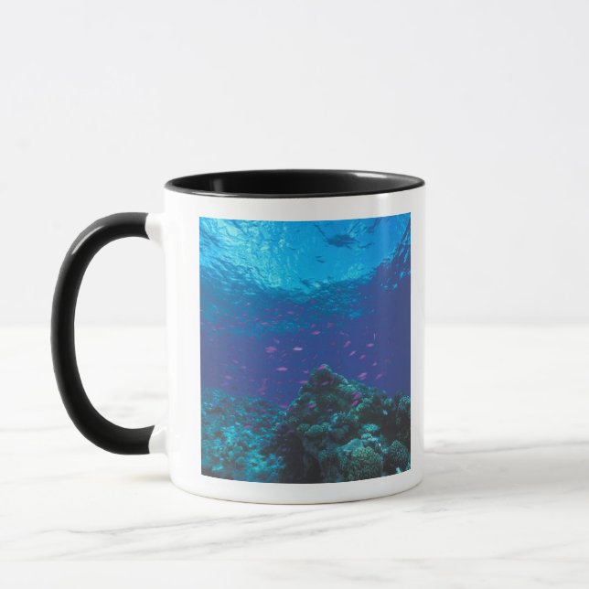 Taza Australia, Gran Barrera de Coral. Púrpura de Swarm (Izquierda)