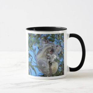 Taza Australia, Koala Phasclarctos Cinereus)