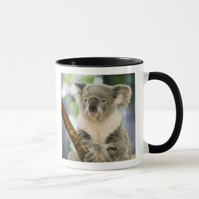 Taza Australia, Queensland, Brisbane, Fig Tree (Derecha)