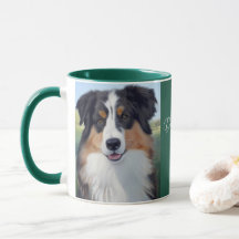 Australian Shepherd Portrait -