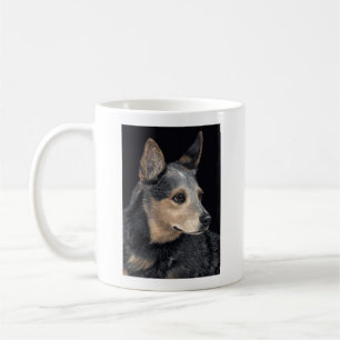 Taza australiana del perro del ganado - "Quigley "