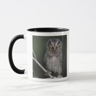 Taza Autillo Americano, Megascops asio, Otus 2