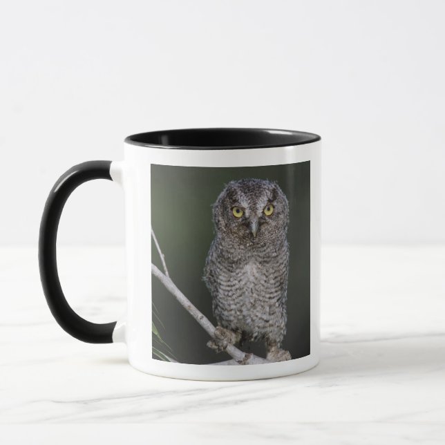 Taza Autillo Americano, Megascops asio, Otus 2 (Izquierda)