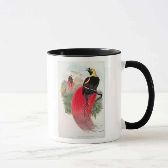 Taza Ave del paraíso, grabada por T. Gualterio (Derecha)