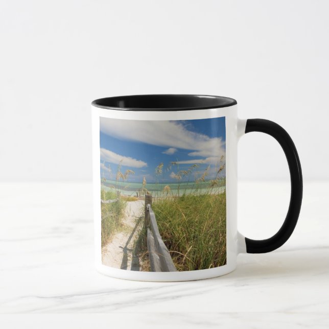 Taza Avena de mar Uniola paniculata) creciendo junto a  (Derecha)