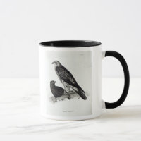 Aves rapaces