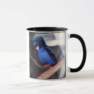 Taza azul del boodle