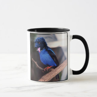 Taza azul del boodle