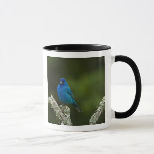 Taza Azulejo índigo, Passerina cyanea, Costero