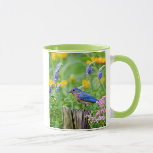 Taza Azulito macho en poste de cerca en jardín de flore (Derecha)