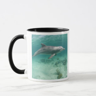 Taza Bahamas, Isla Gran Bahama, Freeport, Cautivo 6