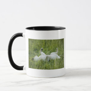 Taza Balanceo en la hierba alta, África del león