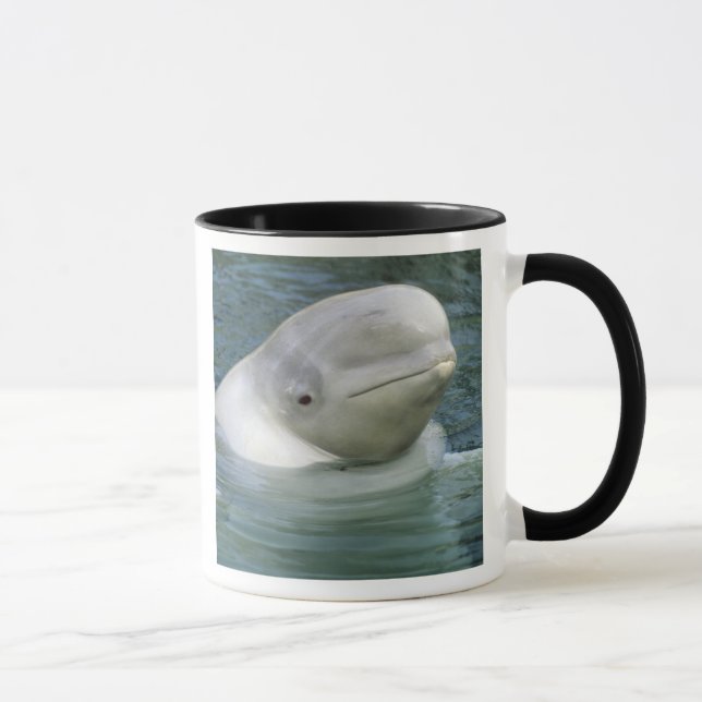 Taza Ballena Beluga, Delphinapterus leucas) (Derecha)