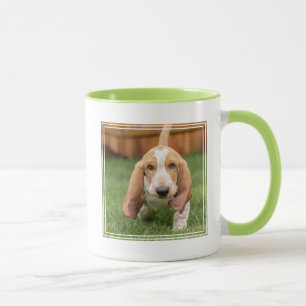 Taza Basset Houng Puppy Walking
