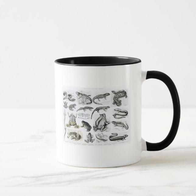 Taza Batracios y otras anfibias (Derecha)