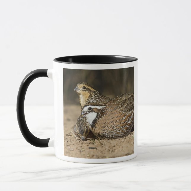 Taza Bebés de codorniz Bobwhite del norte en el estanqu (Izquierda)