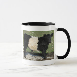 Taza Becerro ceñido negro lindo de Galloway