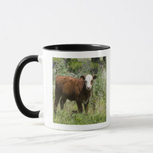 Taza Becerro de Hereford (tauro del Bos) en pasto de la