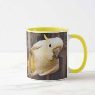 Taza Bella boy