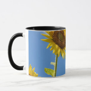 Taza bellas flores solares con cielo azul turbio