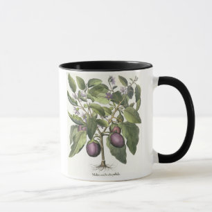 Taza Berenjena: Pallido del fructu de Melanzana, del