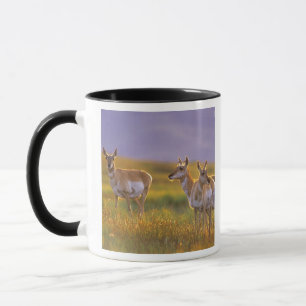 Taza Berrendo antílope en Montana