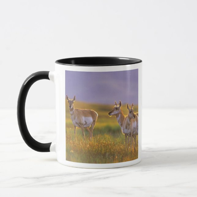 Taza Berrendo antílope en Montana (Izquierda)
