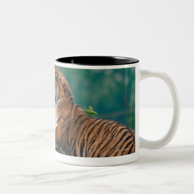 TAZA BICOLOR 23899157 (Derecha)