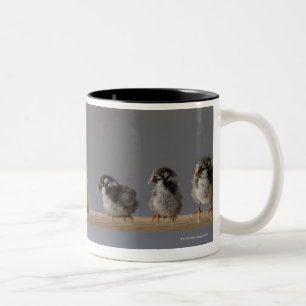 Taza Bicolor 7 pollos del mascota del bebé en una perca