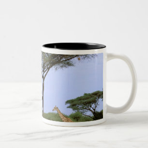 Taza Bicolor África, Botsuana, Delta del Okavango. Meridional