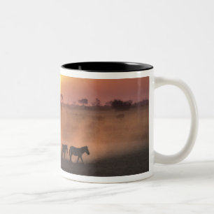 Taza Bicolor África, Kenia, Amboseli NP. Las cebras caminan hac