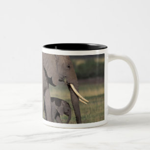 Taza Bicolor África, Kenia, Parque Nacional de Amboseli. Africa