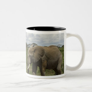Taza Bicolor África, Kenia, Parque Nacional de Amboseli, elefan