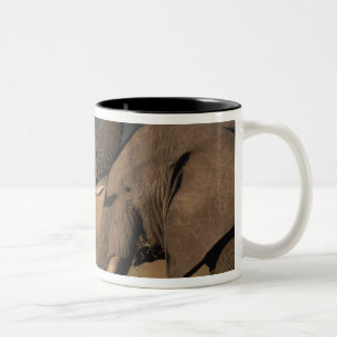 Taza Bicolor África, Kenia, Reserva de caza Masai Mara, Dos tor