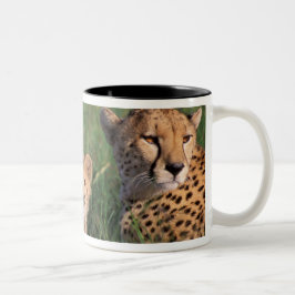 Taza Bicolor África, Kenia, Reserva de caza Masai Mara. Guepard