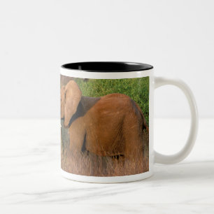 Taza Bicolor África, Kenia, Samburu. Desafío de elefante