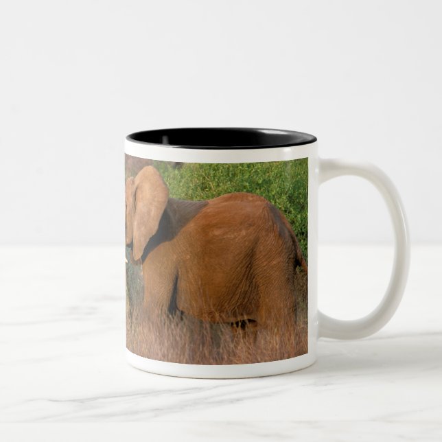 Taza Bicolor África, Kenia, Samburu. Desafío del elefante (Derecha)