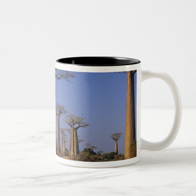 Taza Bicolor África, Madagascar, Morondava, Avenida Baobab. (Derecha)