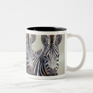 Taza Bicolor África, Tanzania, cebras