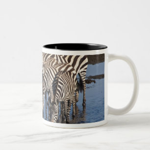 Taza Bicolor África. Tanzania. Cebras bebiendo en Ndutu