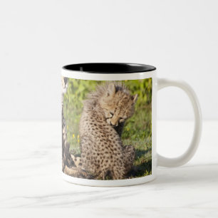 Taza Bicolor África. Tanzania. Madre y crías de guepardo 2