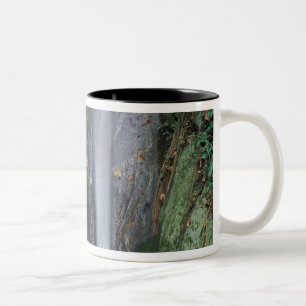 Taza Bicolor África, Uganda, selva impenetrable de Bwindi,