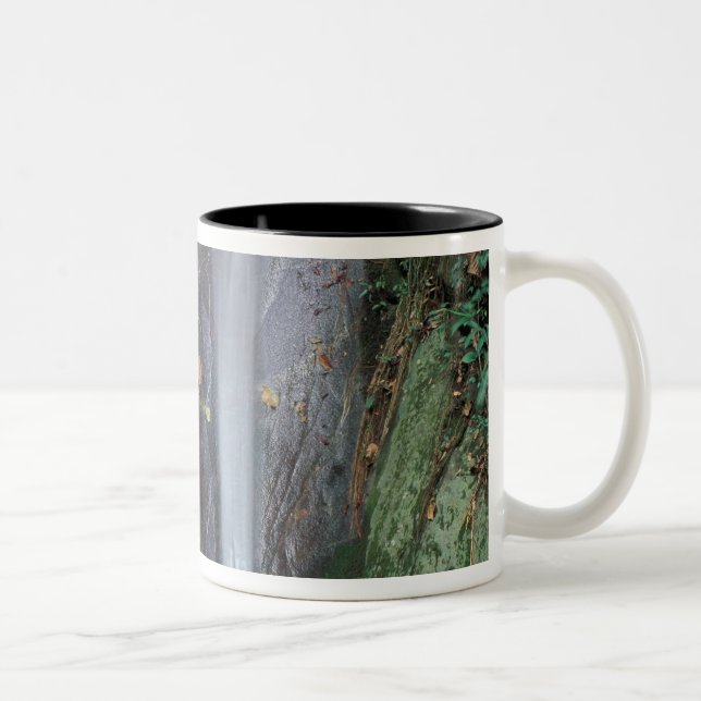 Taza Bicolor África, Uganda, selva impenetrable de Bwindi, (Derecha)