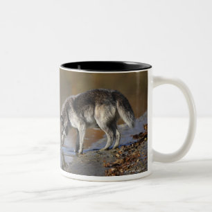 Taza Bicolor Agua potable del lobo de una charca