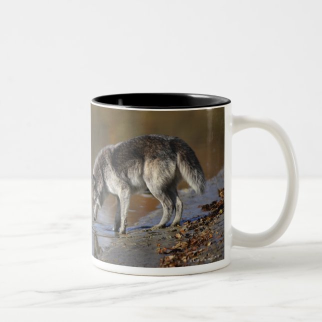 Taza Bicolor Agua potable del lobo de una charca (Derecha)